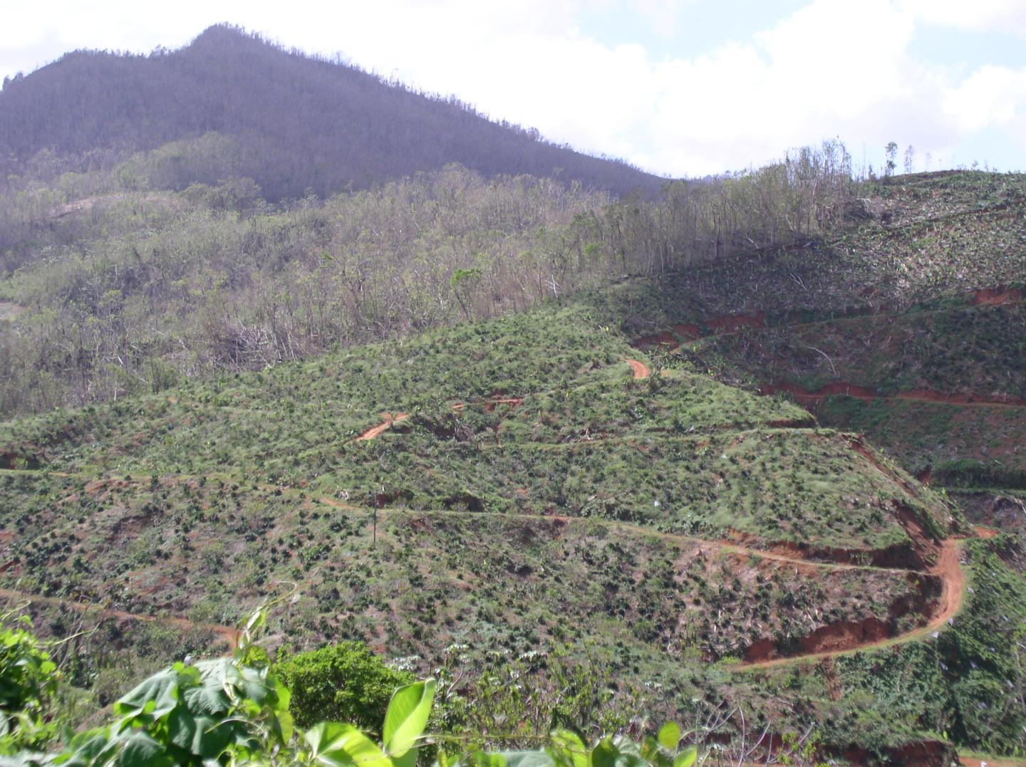 Coffee farm and forest destruction after hurricane María in Utuado, PR.