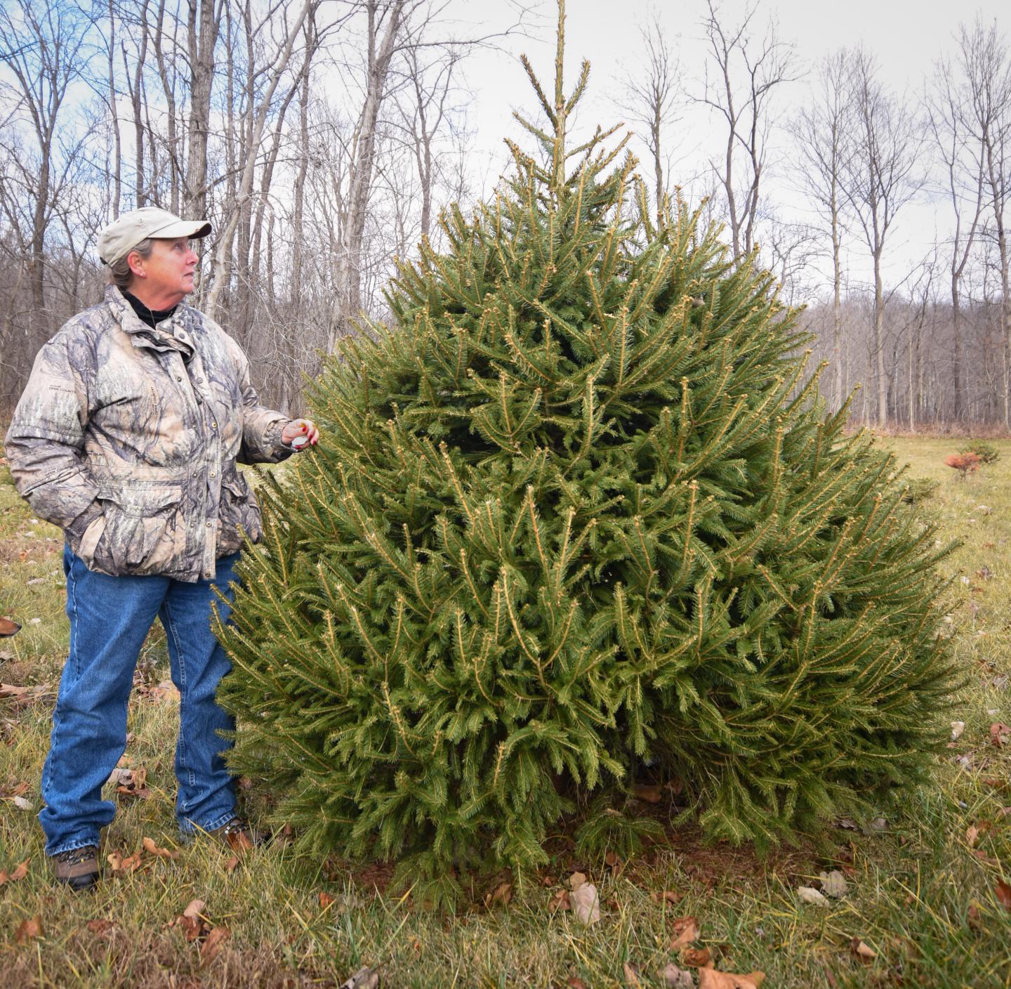 Peggy Royer, who co-owns Wagoner Christmas Tree Farm in Putnam County, Indiana, shows off a tree growing on the farm Dec. 14, 2020. 