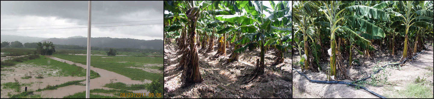 From left to right, Hurricane Irene floods Yabucoa Valley because of poor drainage systems in Aug 2011; RCPP project conservation practices for plantains – residue management (center) and drip irrigation (right).