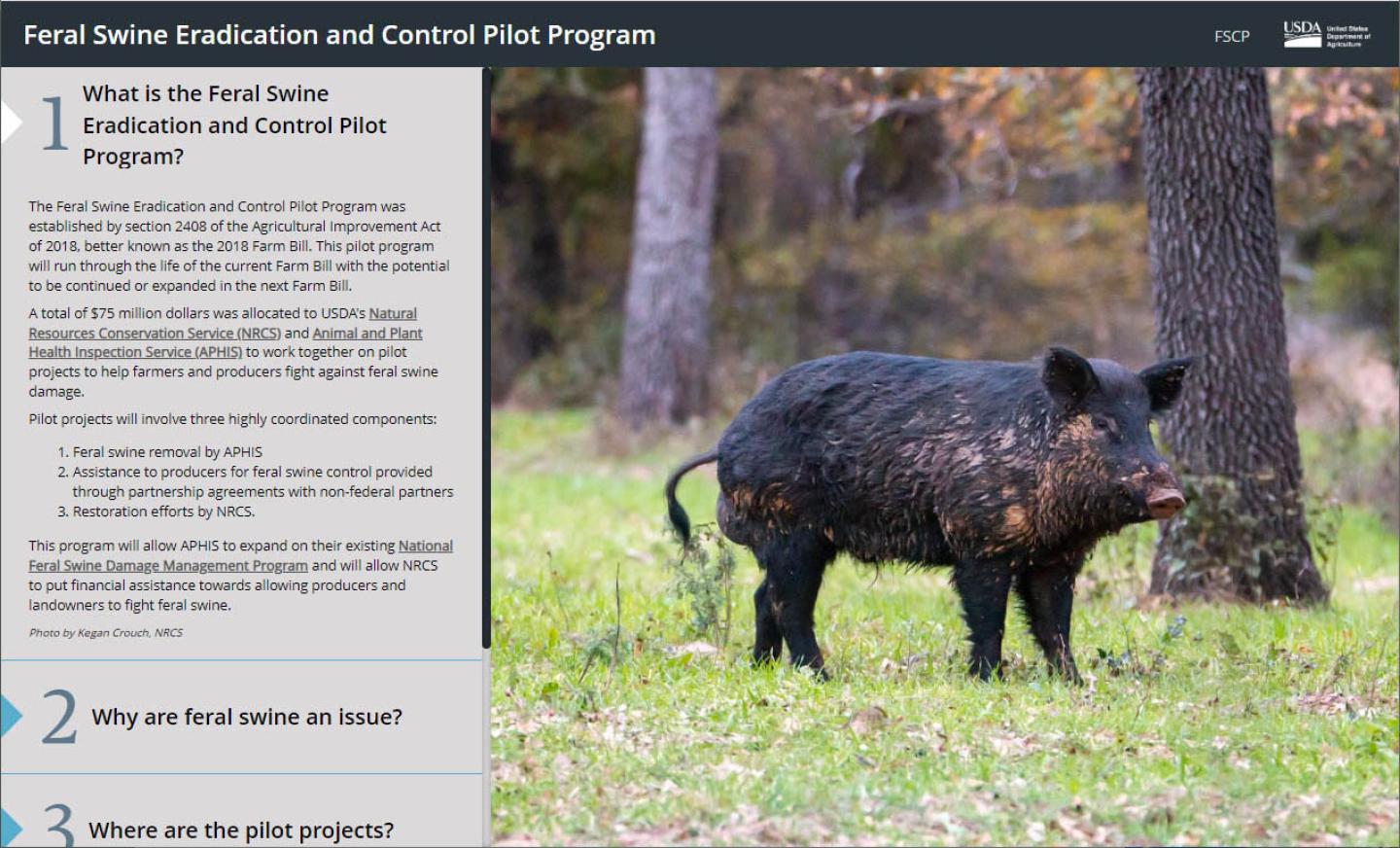 ARCGIS Feral Swine Eradication Storymap Screenshot showing mud-covered feral swine, and three content sections: what the program is, why feral swine are an issue, where pilot projects are