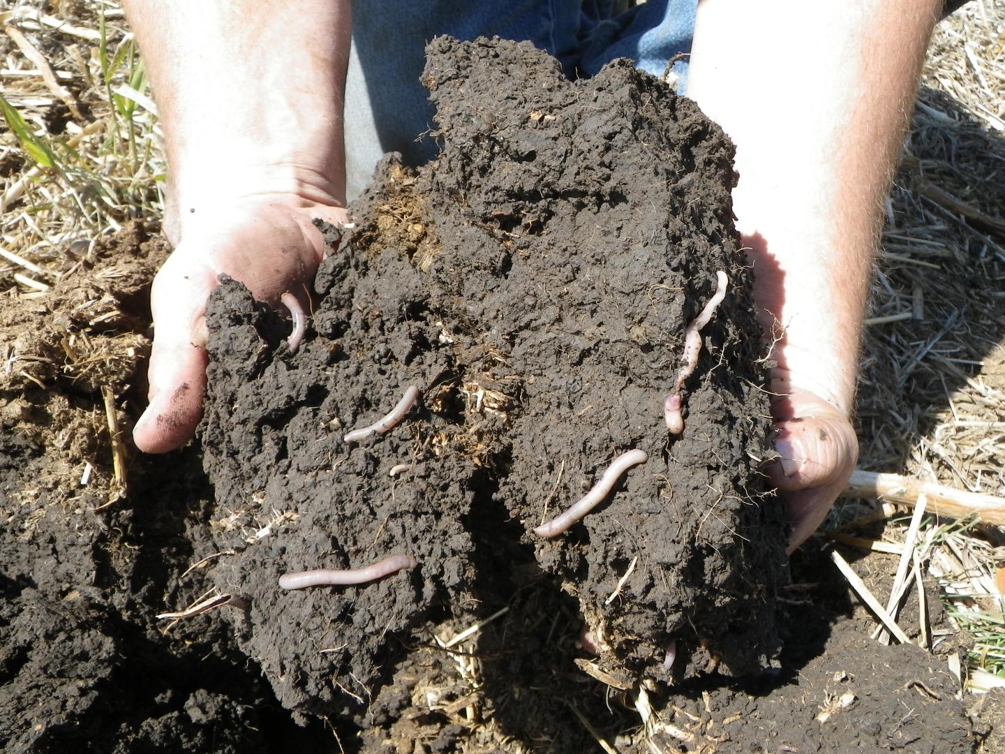 Soils Health, worms