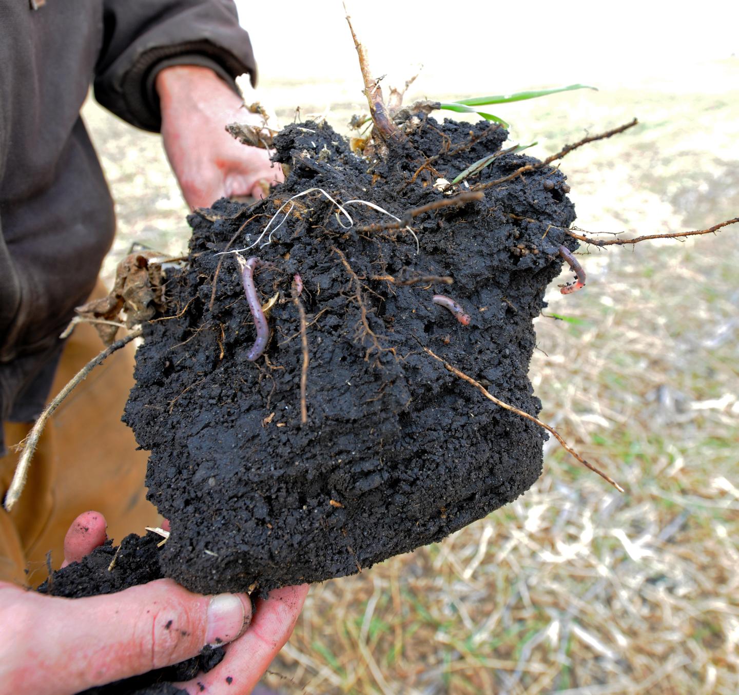 Wright County farmer Tim Smith inspects his soils for earthworms and cereal rye root mass.