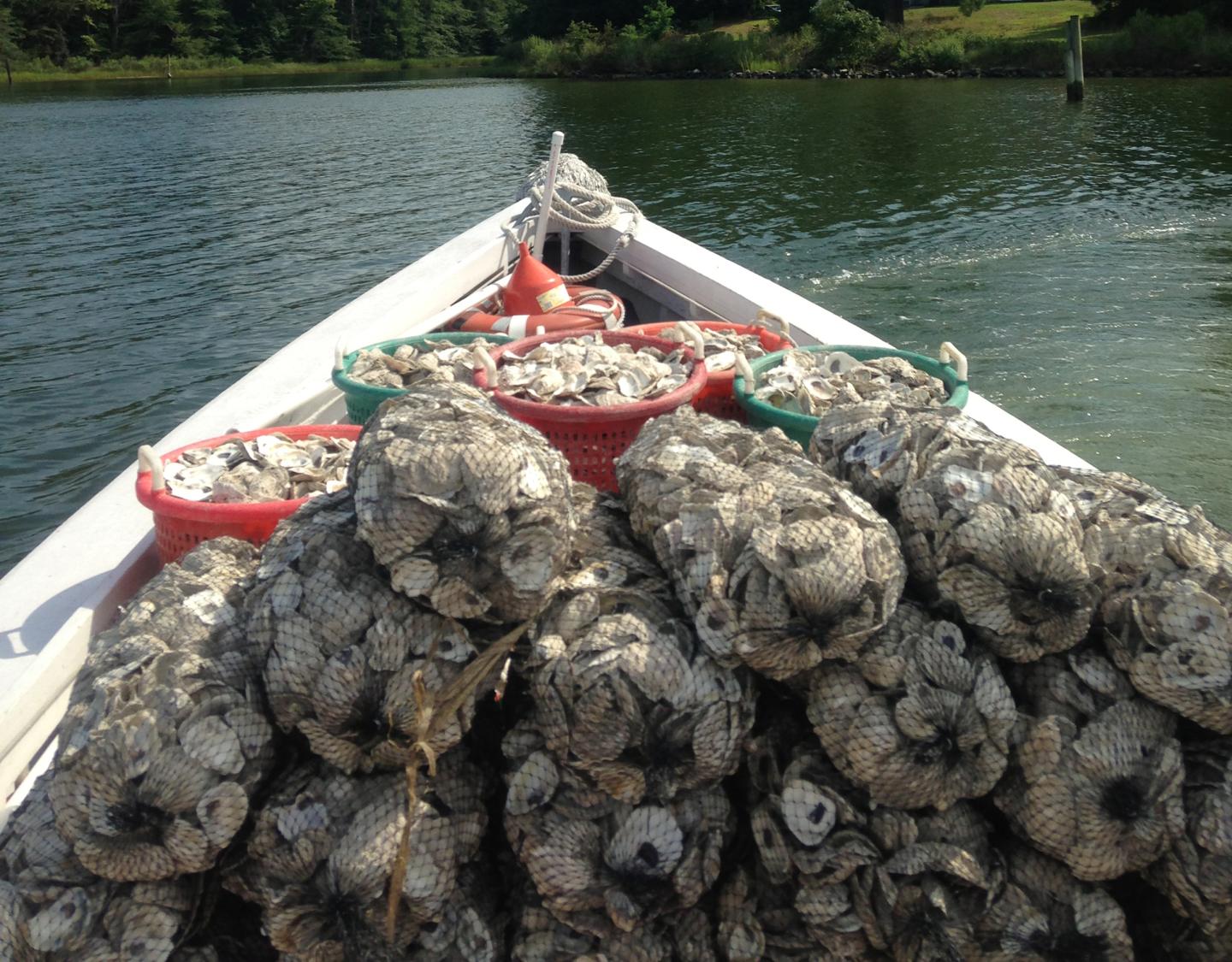Oyster shells transported on a boat