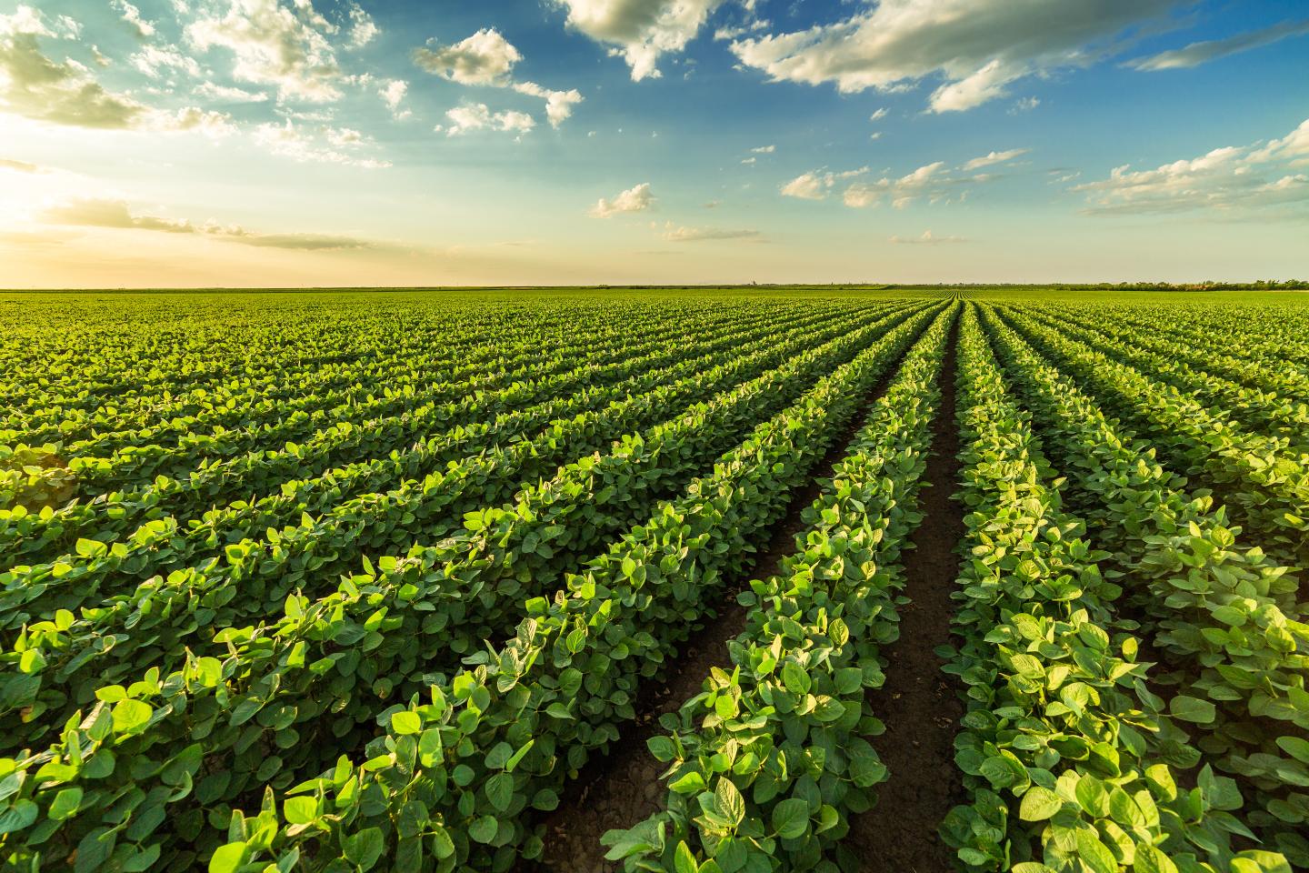 Soybeans