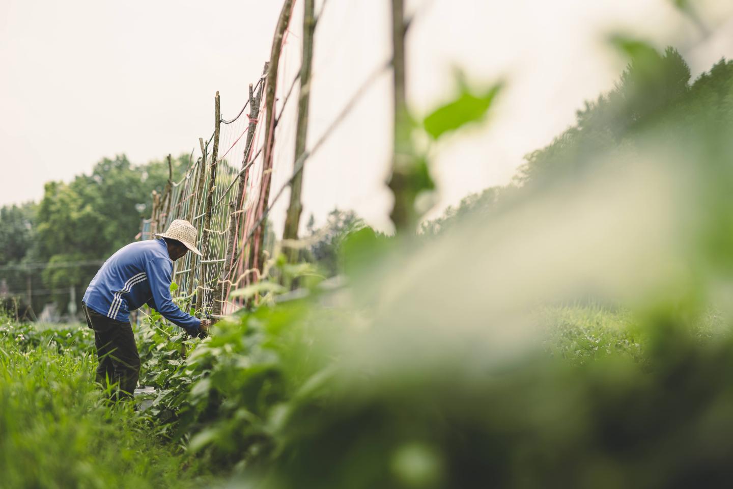 A Farmer works at Rose Avenue Educational Farm