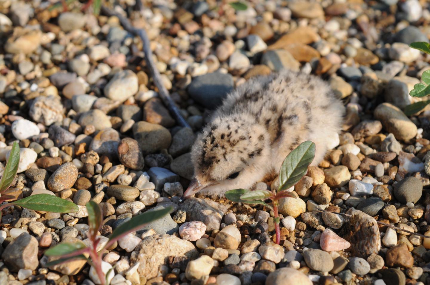 Least Tern