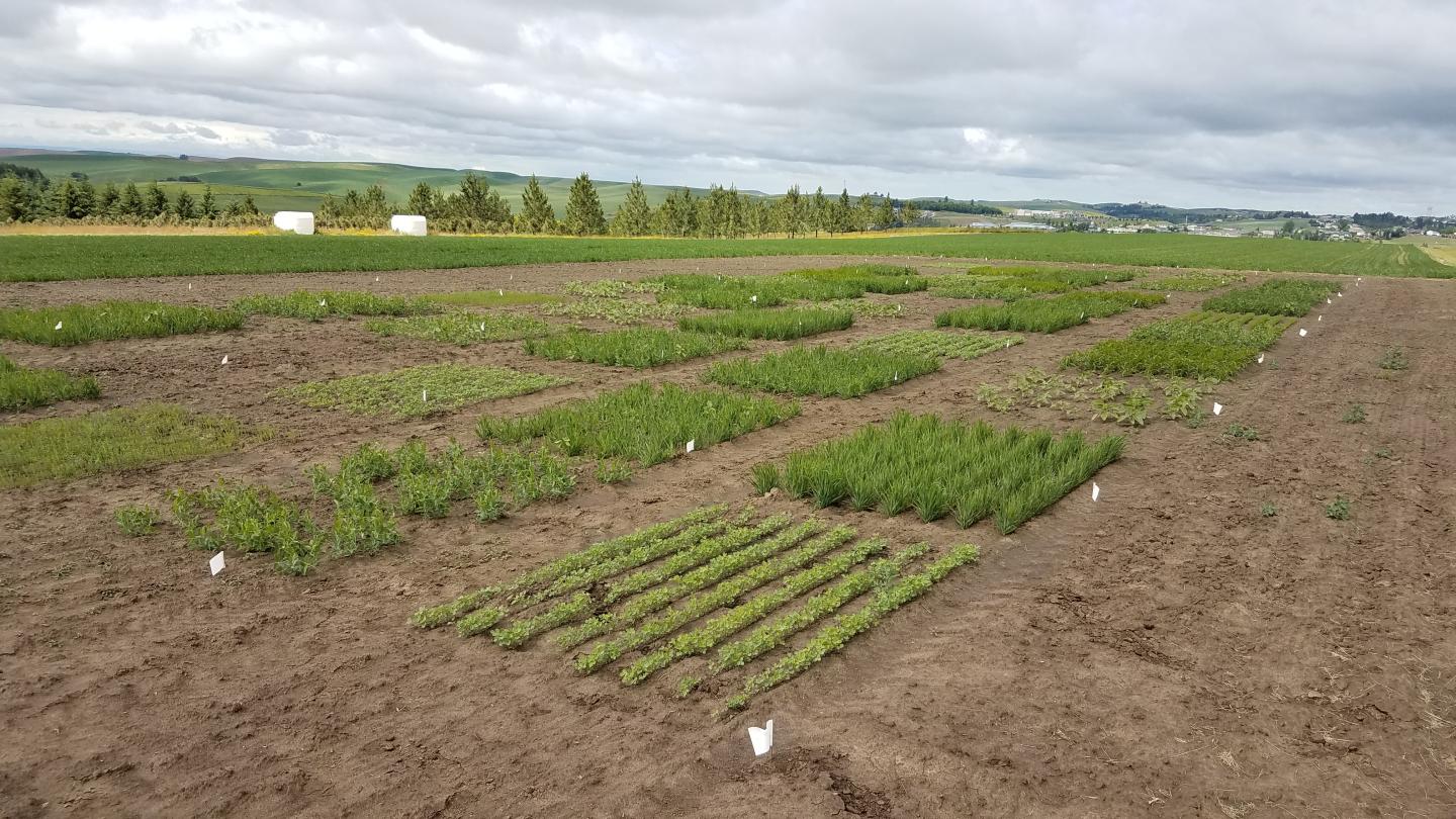 Various species in evaluation plots at the Pullman, WA Plant Materials Center