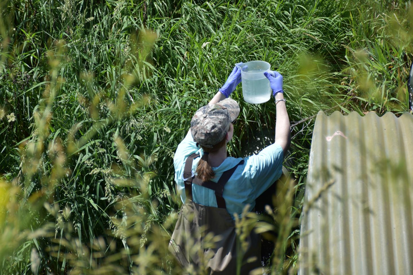 University of Notre Dame grad student, Shannon Speir, takes water samples at a tile drain site.