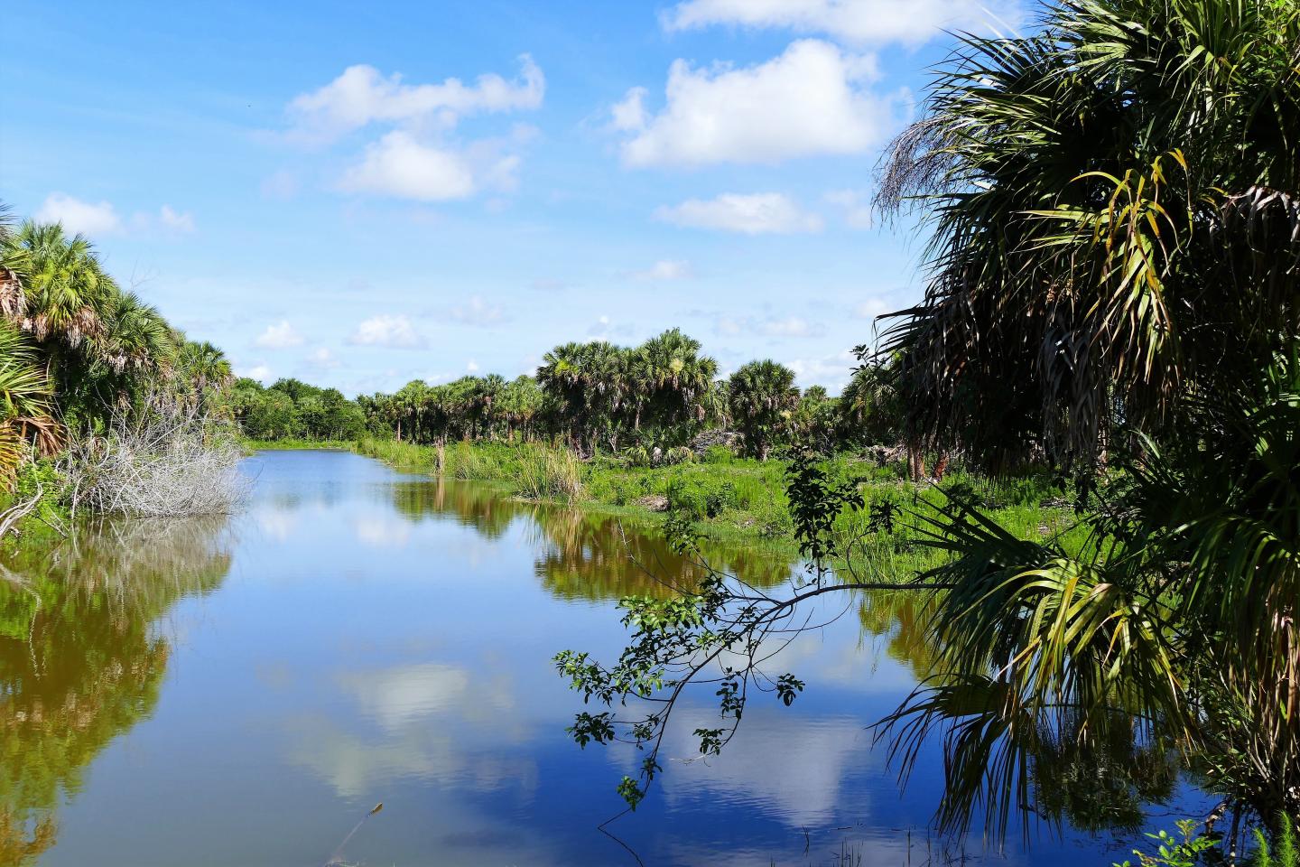 View of pond and palm trees 