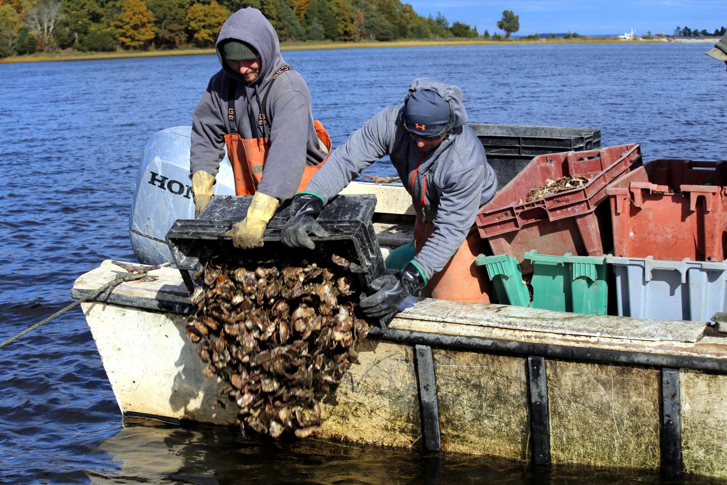 Workers deploying oyster shells from a boat.