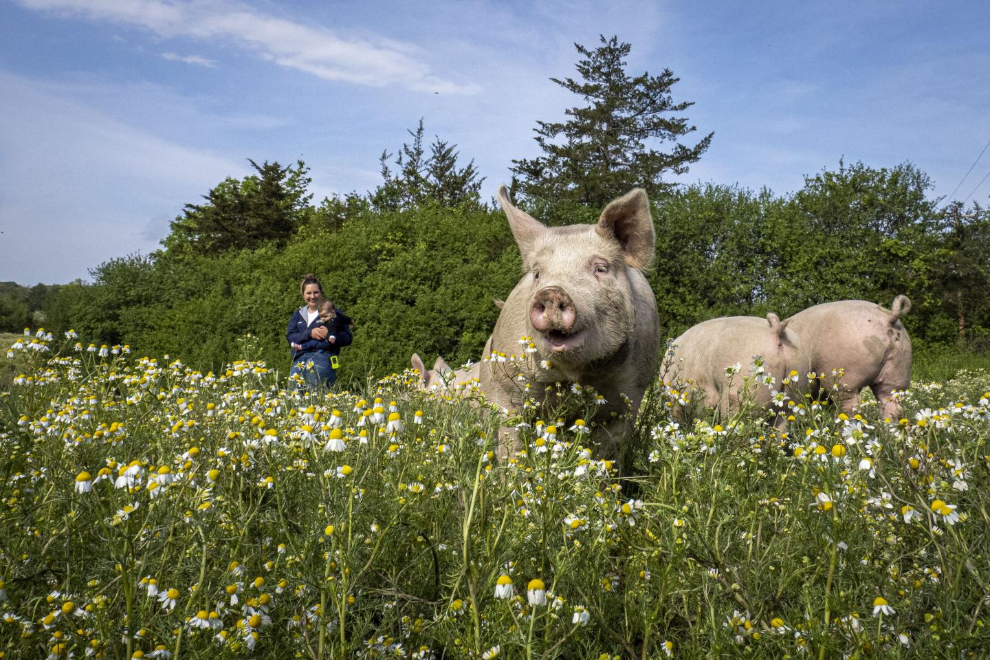 Several pigs stand in a field filled with wildflowers.
