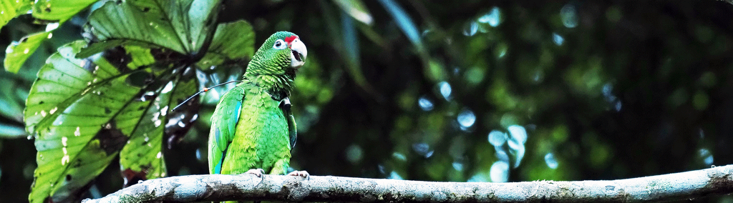 Endangered Puerto Rican Parrot (Amazona vittata vittata) in the wild. Photo courtesy of U.S. Fish & Wildlife Service.