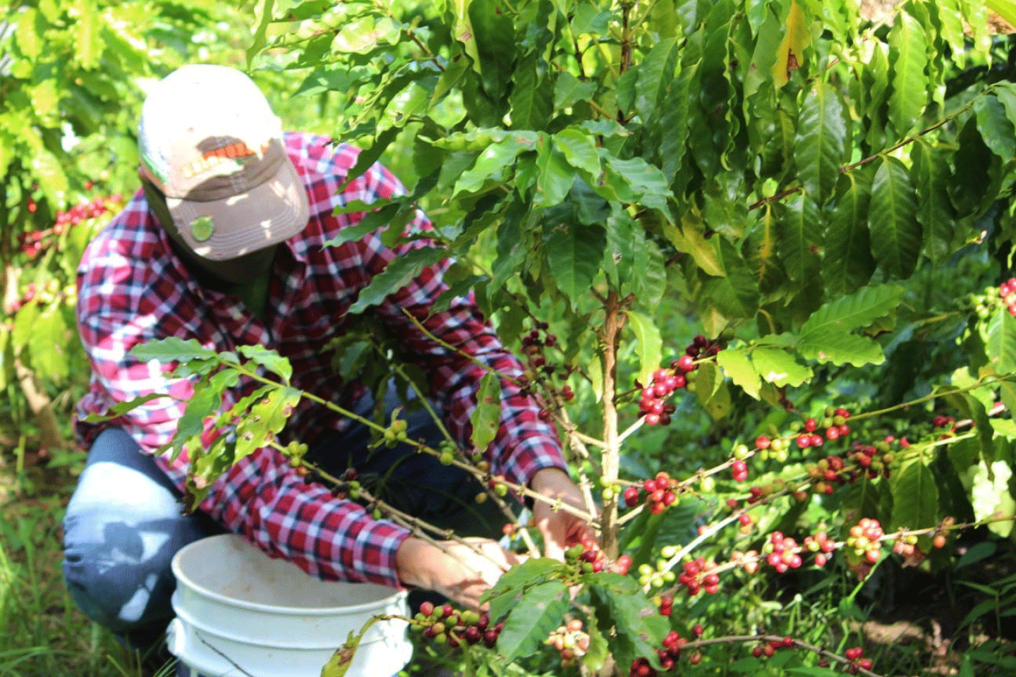 Samuel Rios harvests coffee berries at Hacienda Prosperidad in Jayuya, PR.