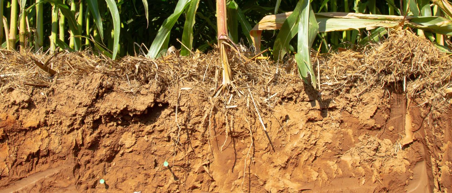Soil pit with corn roots