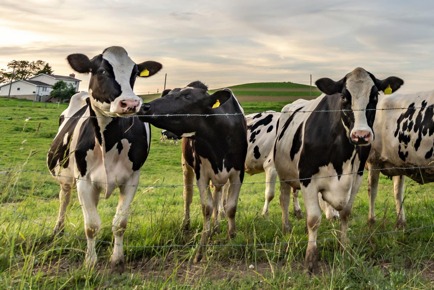 Grazing Operations