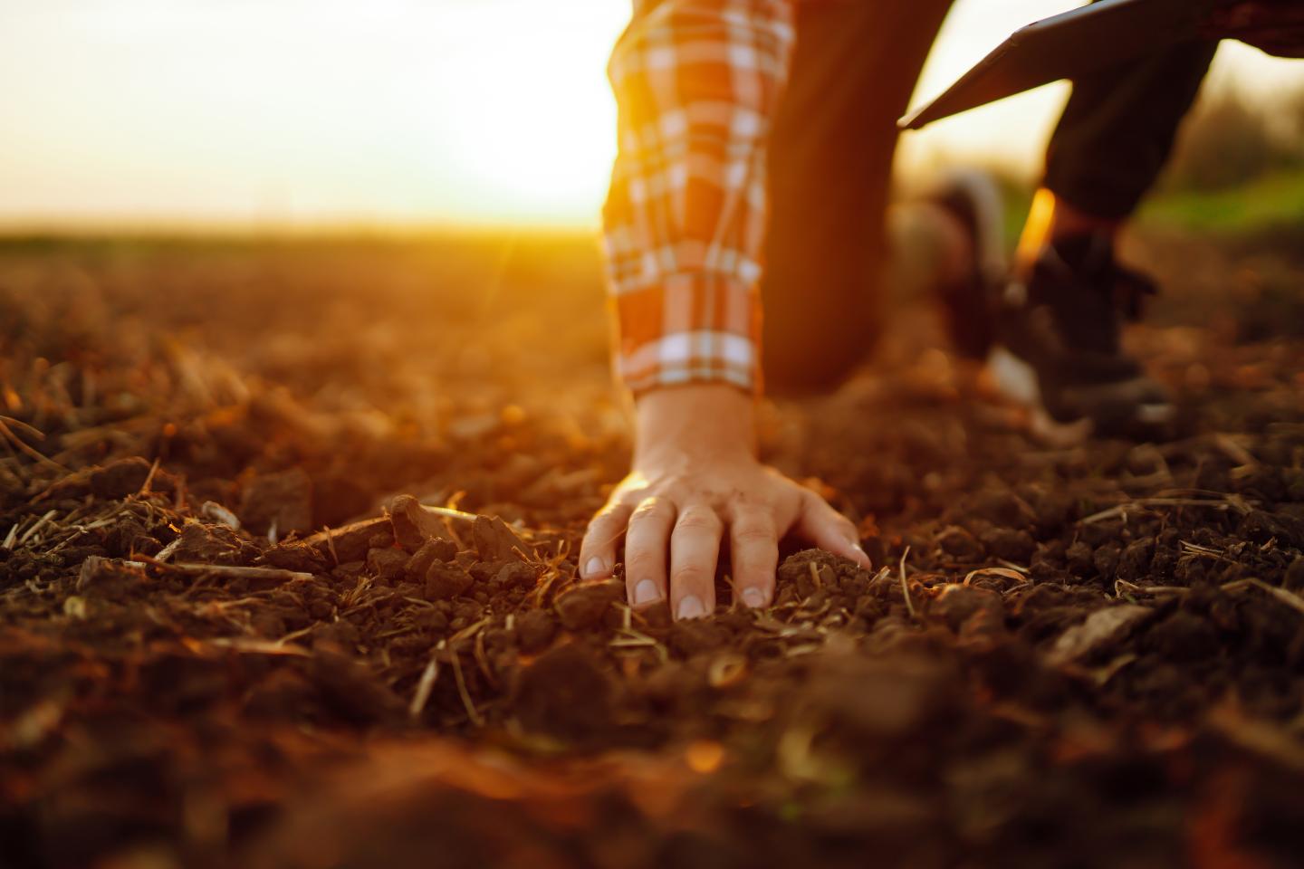 Man in a plaid shirt kneeling to touch the ground, sun setting in background