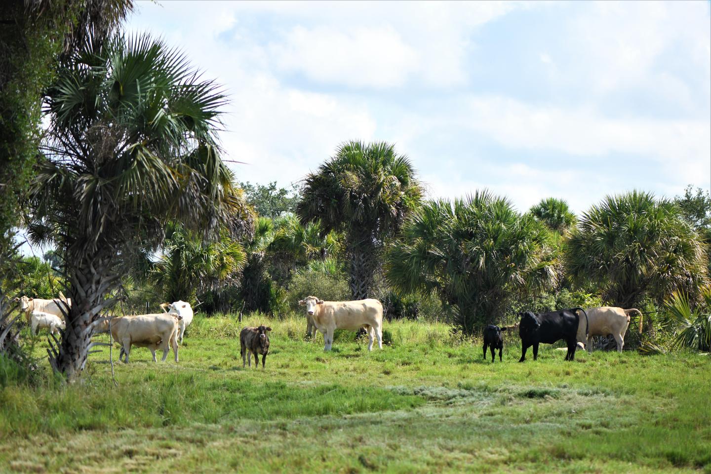 Aberdeen Angus and American Brahman cattle graze the pastures on a 632-acre ranch in Okeechobee County, Florida (September 2022). Photo by Cynthia Portalatin, NRCS Public Affairs.