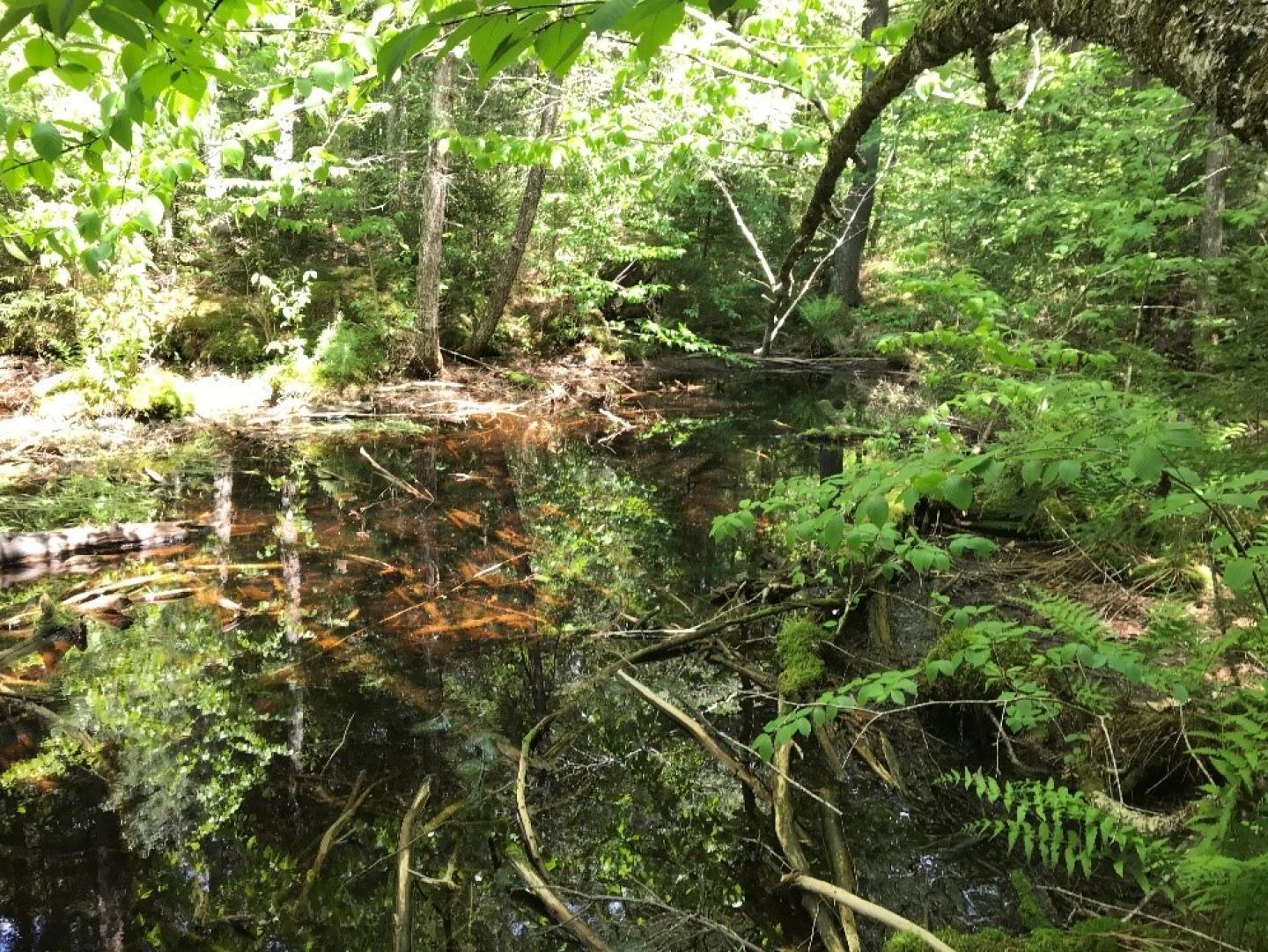 Stream that runs through the property towards the east at the north boundary. NRCS Vermont Photo