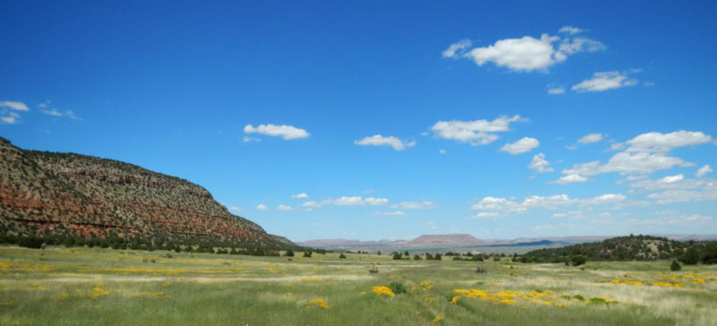desert grassland with yellow flowers blue sky