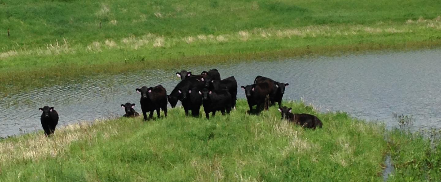 cattle, riverbank