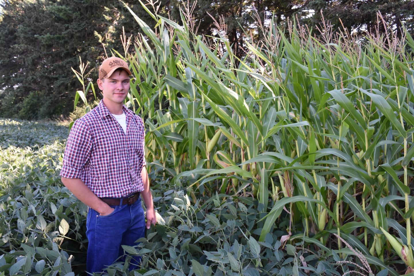 Young man in a red plaid shirt and blue jeans standing in a field with one hand in his pocket next to corn stalks