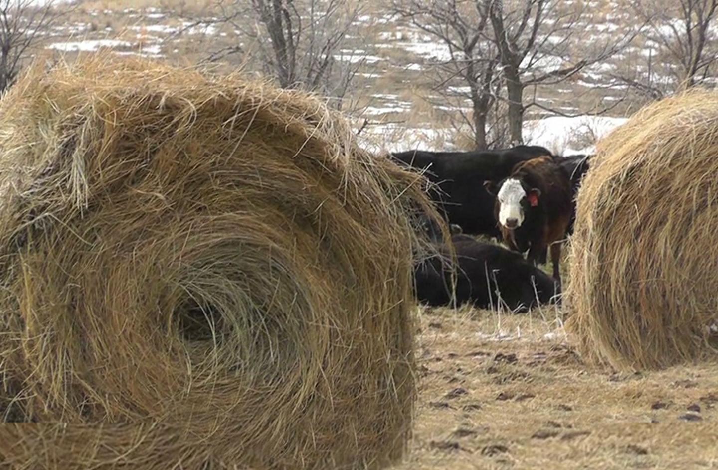 Cows, during winter, graze amidst large rolls of hay.