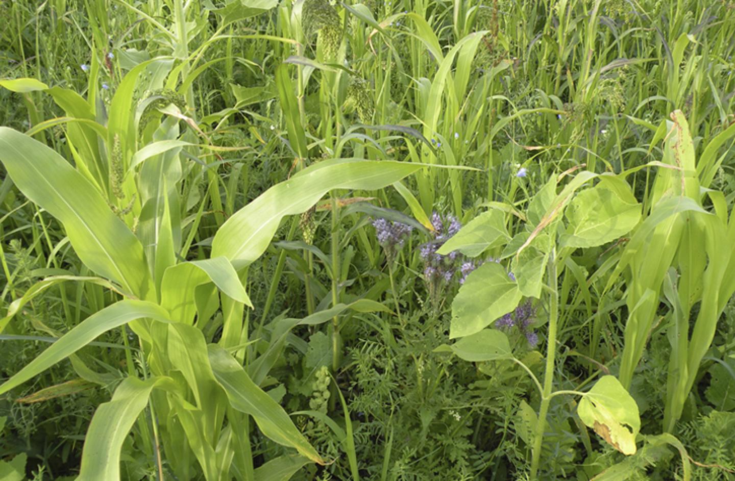 Mixed cover crop including legumes and grasses.