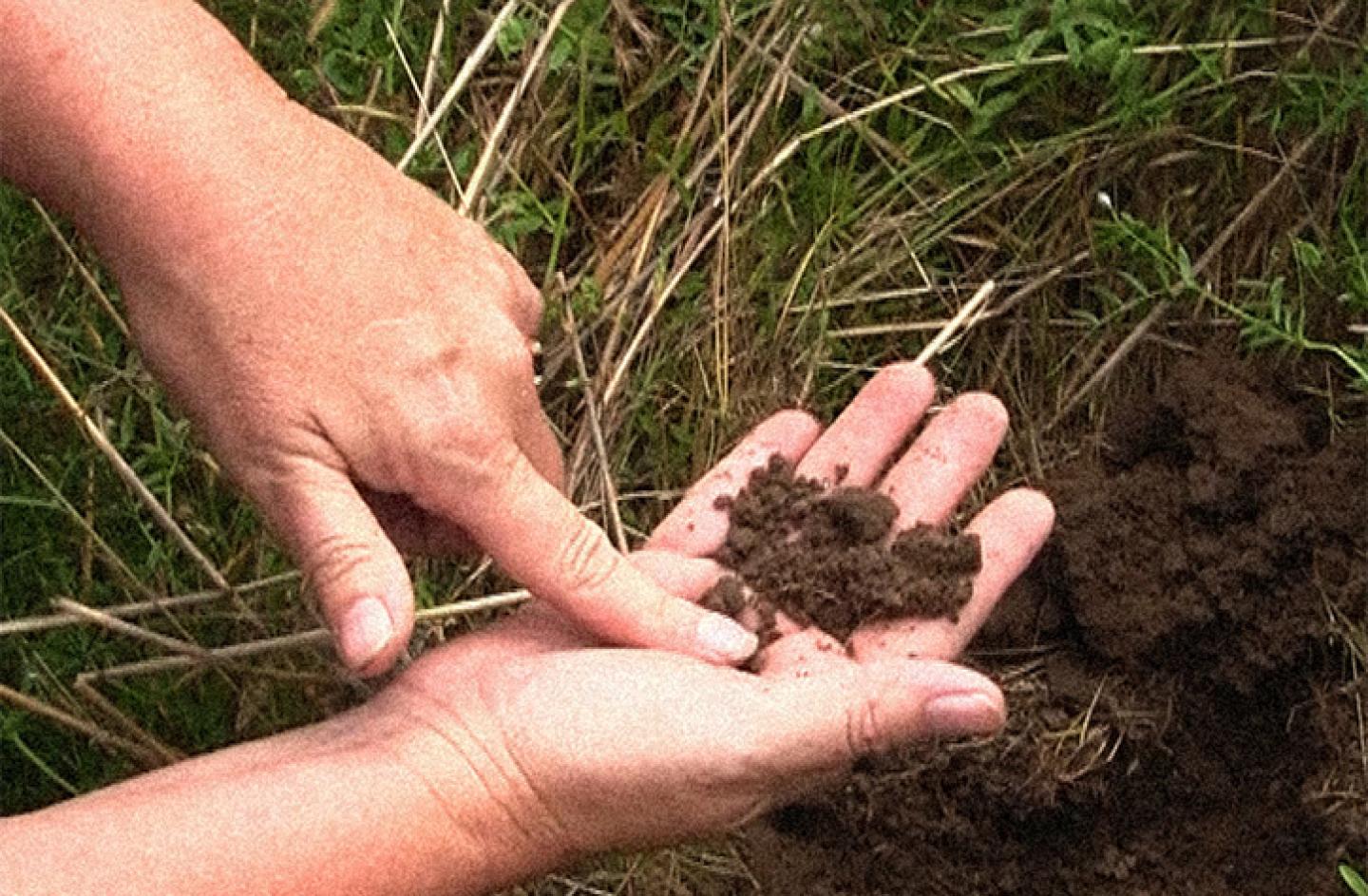A handful of soil is examined.