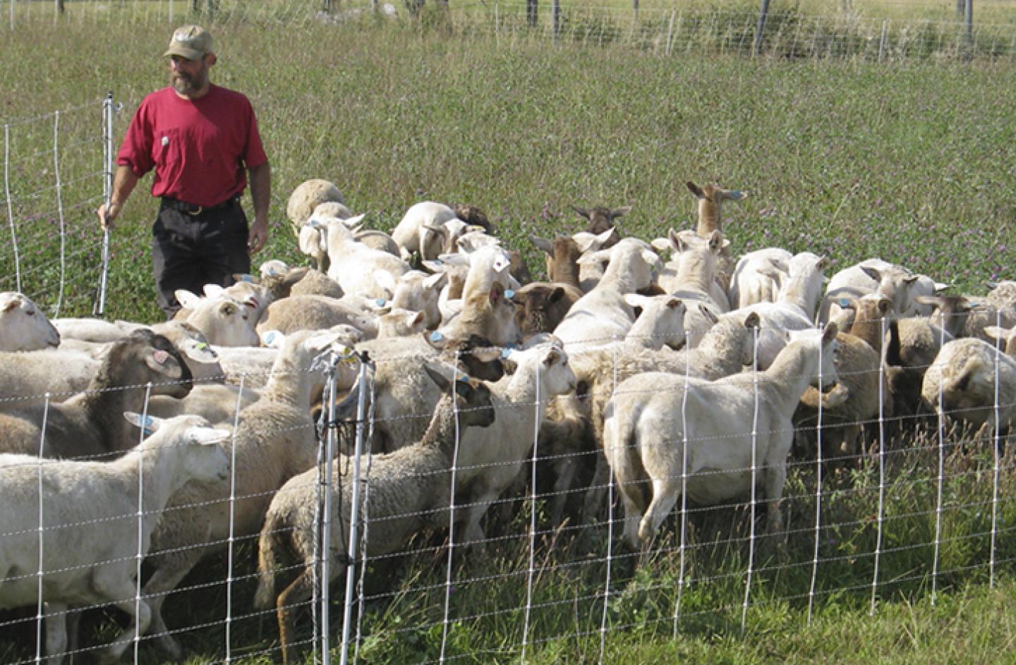 Opening a segment of temporary fence allows sheep to move from one paddock to the next.