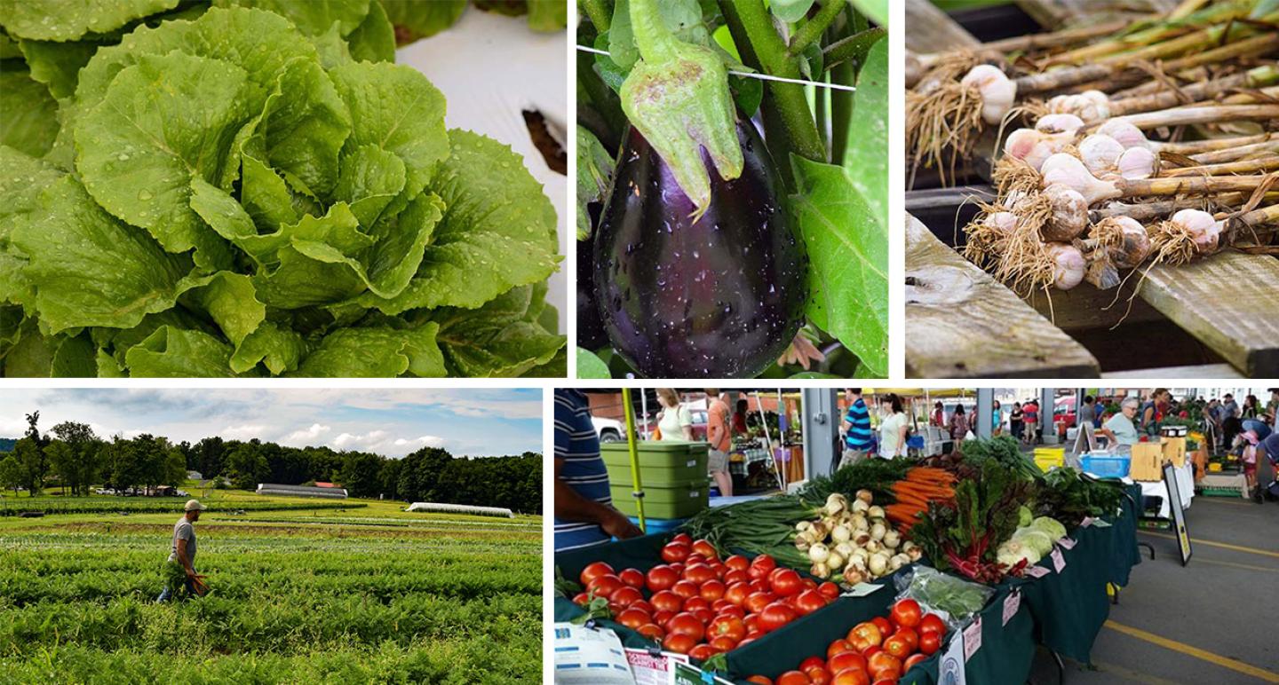 Mt Harvest Farm Collage Photo.jpg