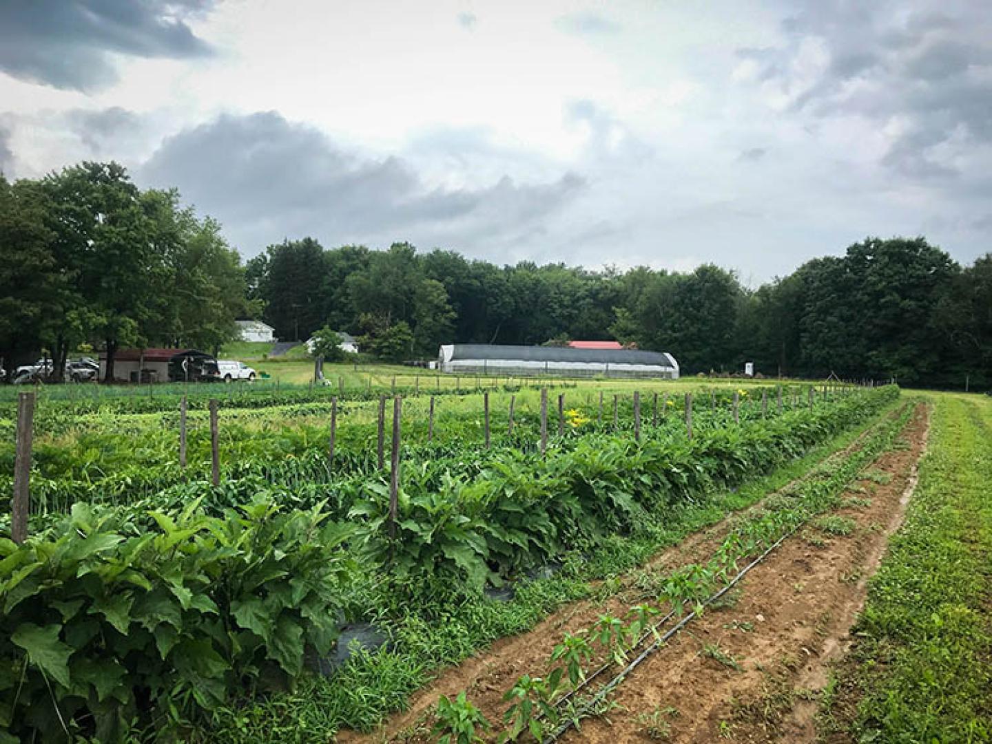 West Virgina Mt. Harvest Farm