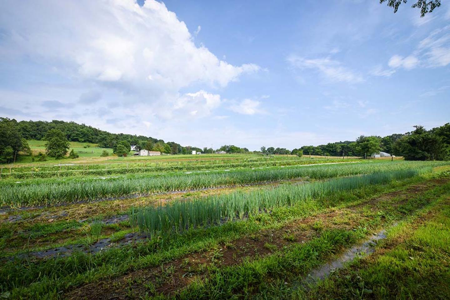 West Virginia Mt. Harvest Farm