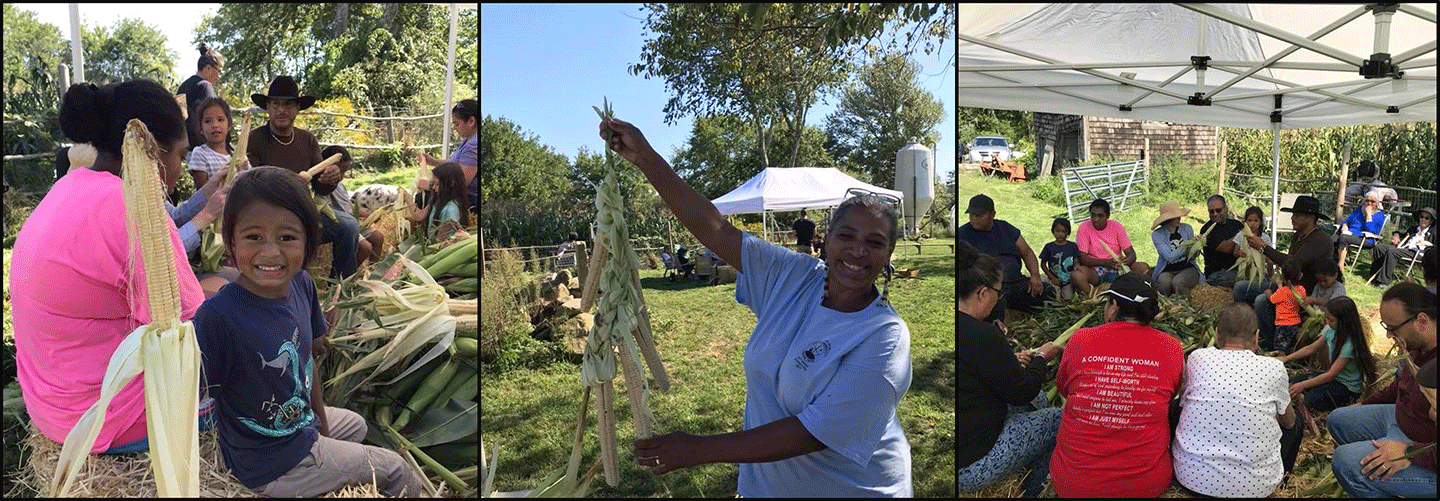 Narragansett tribal members hold community event to harvest Three Sisters crops (corn, beans and squash), preserving traditional knowledge through community practice.