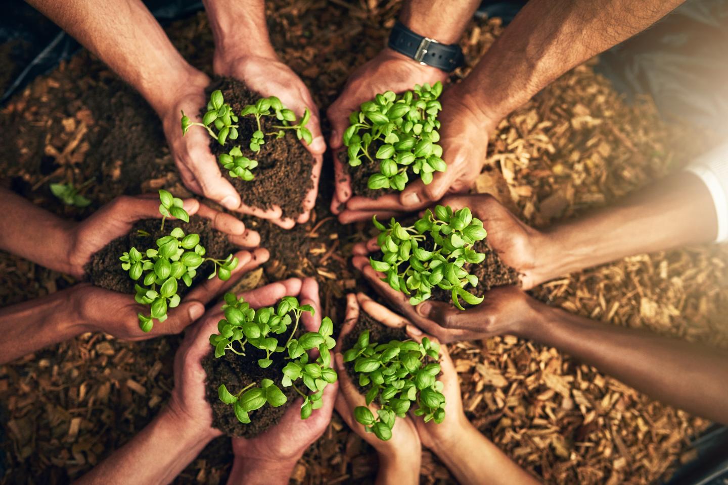 Closeup of hands planting in fertile soil