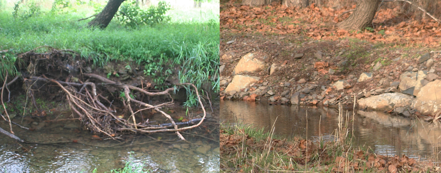 Before and After: Undercutting of a stream bank along Walnut Brook in September 2022. The new streambank after work concluded in November 2022. 