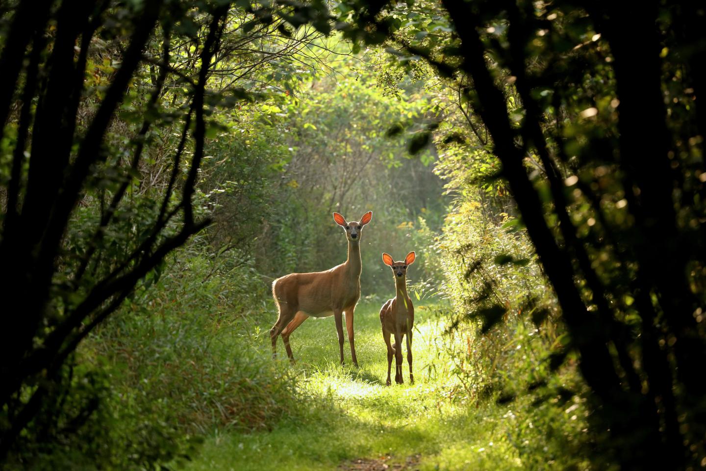 Doe and fawn in the clearing of a forest
