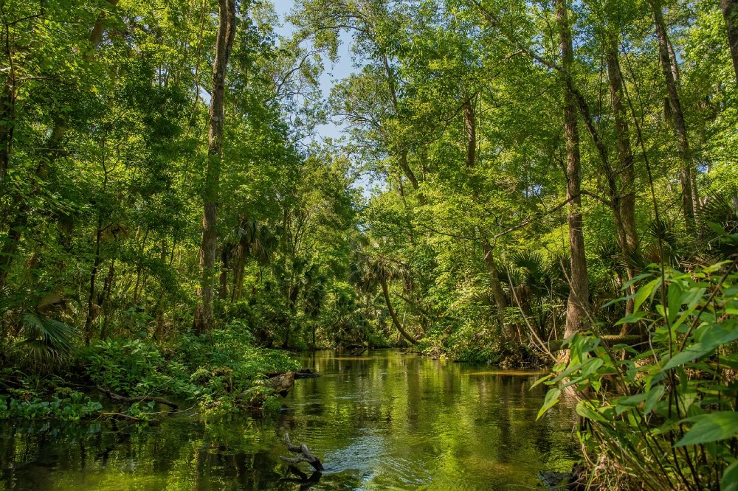 Lush, green trees and wetlands in Northern Florida.