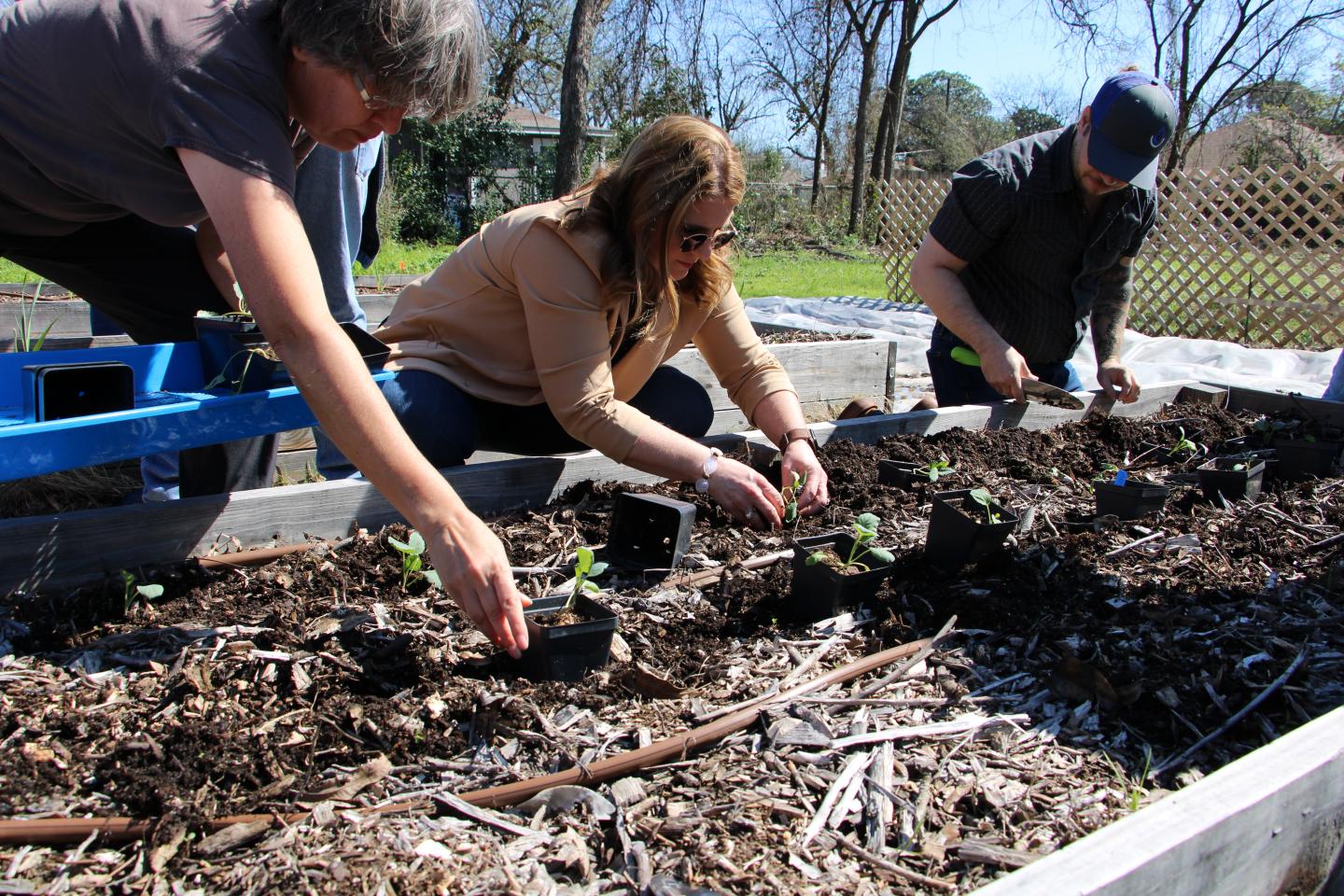 People planting plants in a raised garden bed