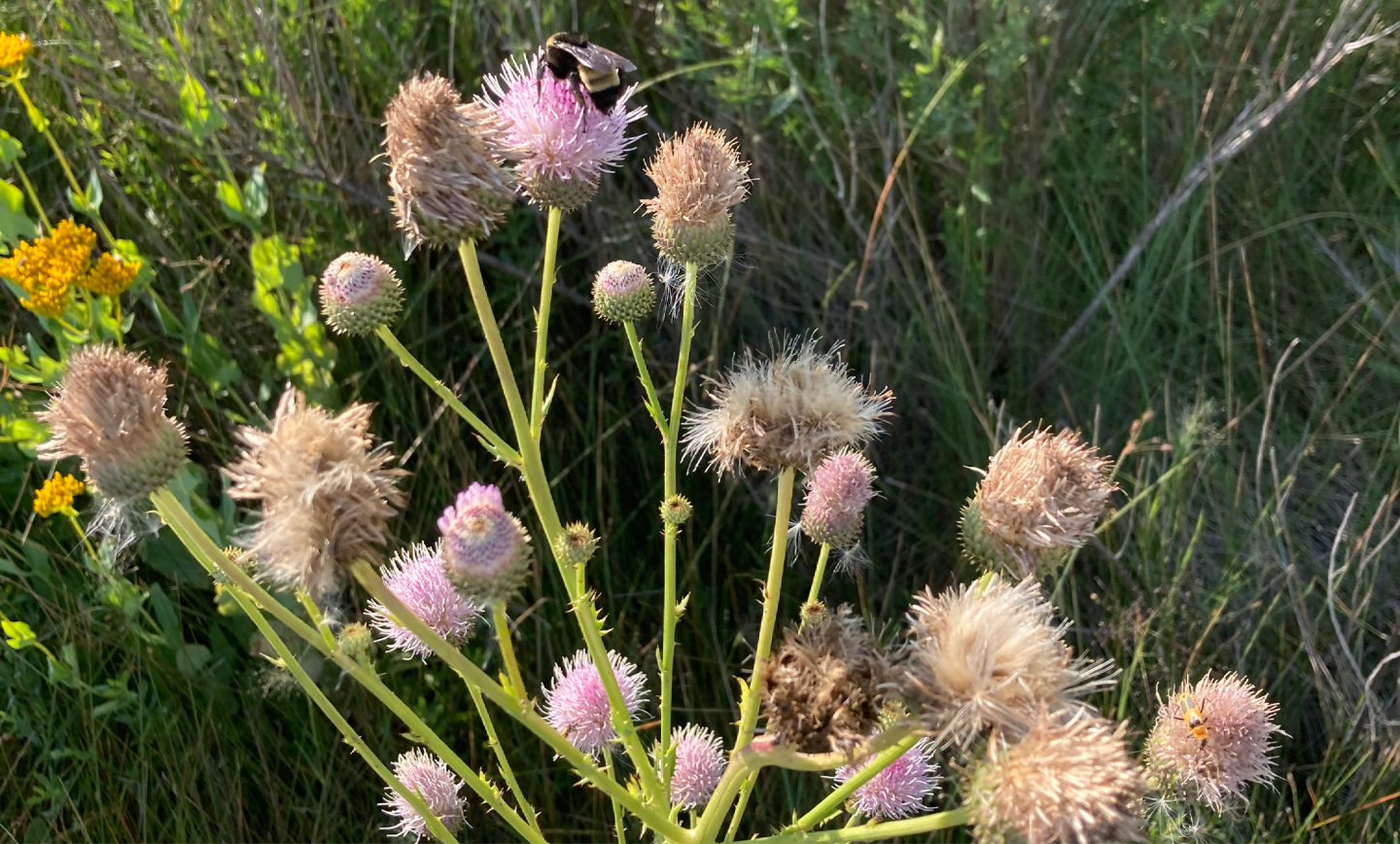 A bristly flowered plant with light pinkish thistles. A bee Sits atop a flower.