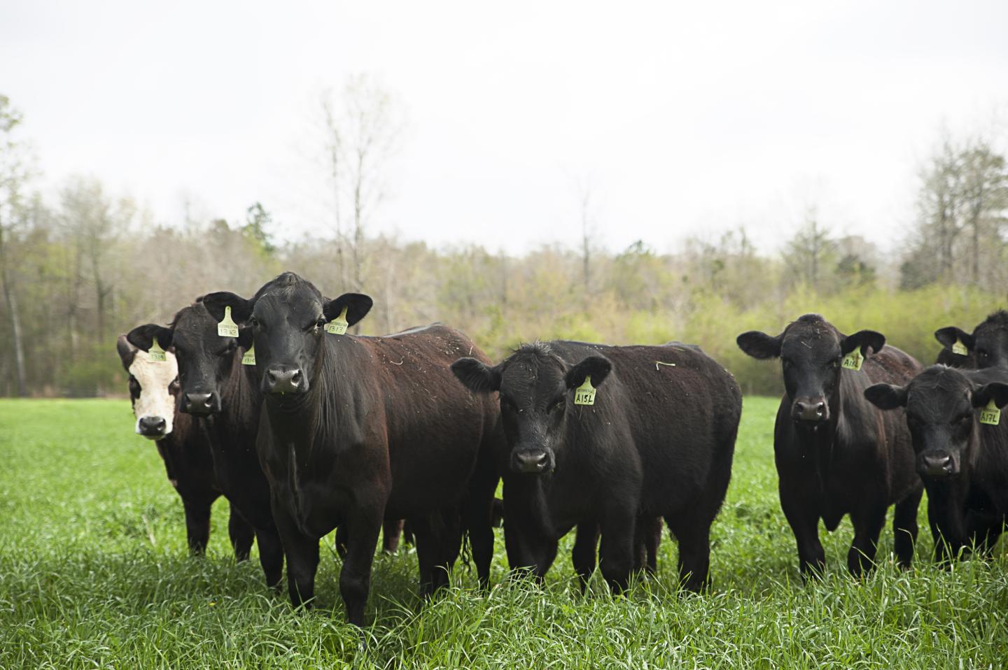 Calcasieu Parish Grazing