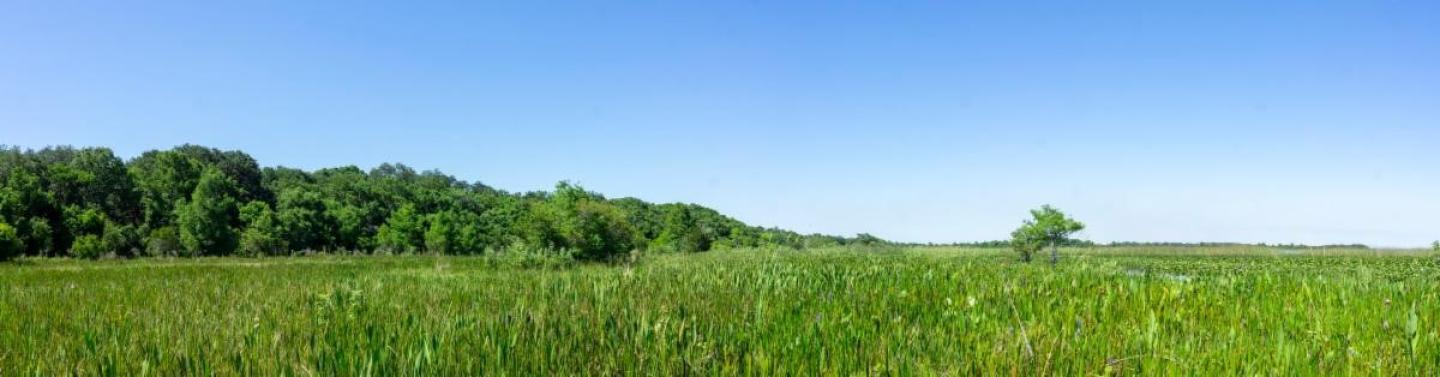 Florida panoramic view of wetlands at XL Ranch Lightsey Cove with trees and grass and blue skies. 