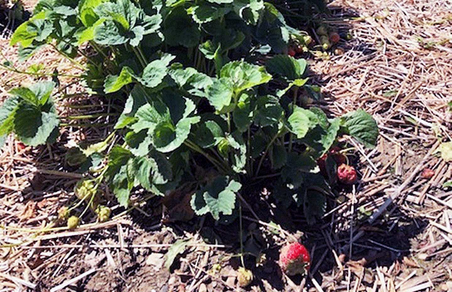 Rhode Island strawberry fields with mulching, July 1, 2019.