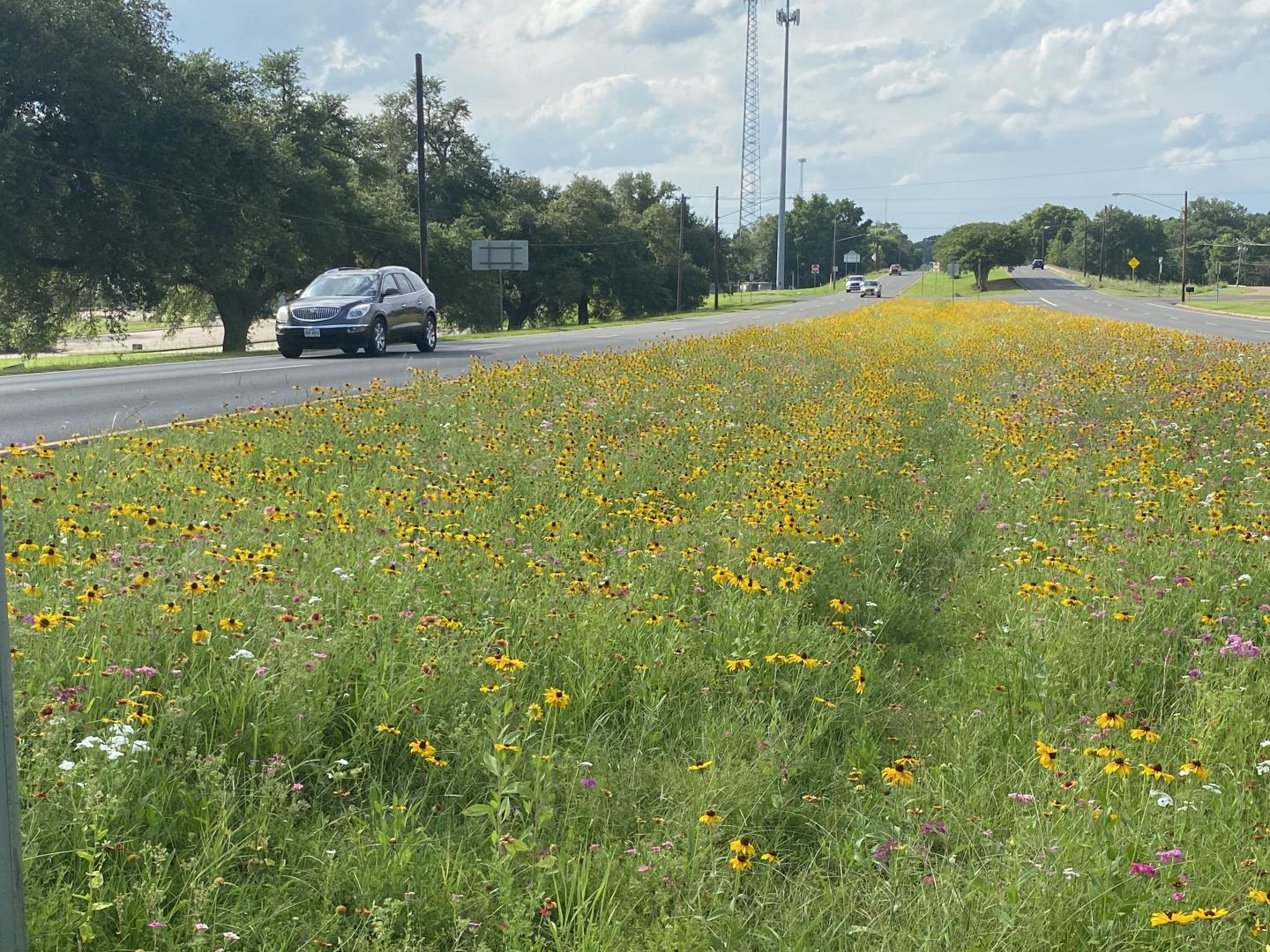 Native plants in full bloom in the median in Nacogdoches, Texas