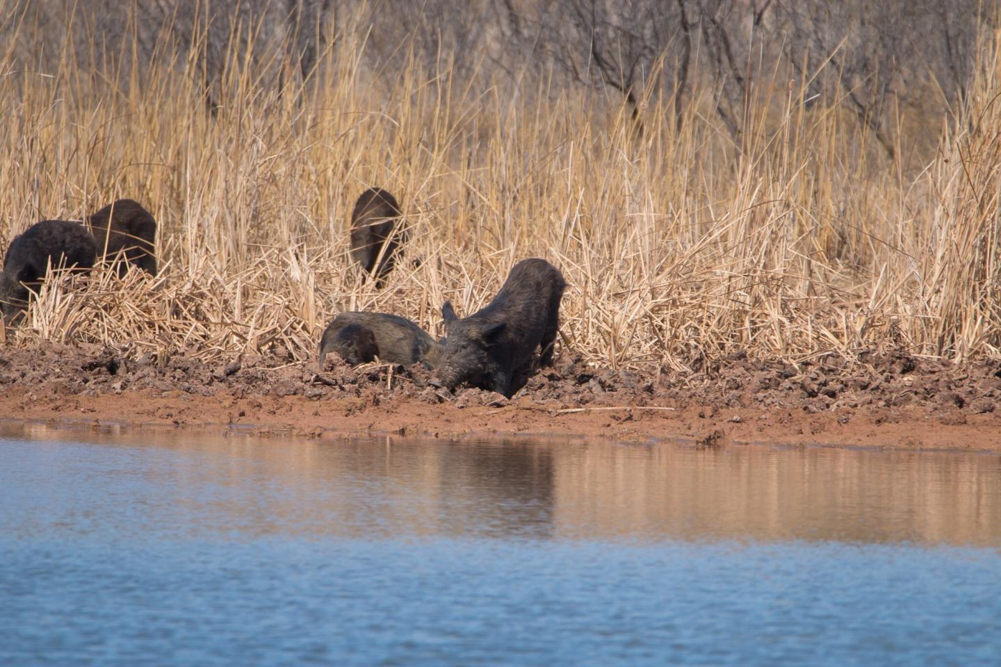 A group of 6 feral swine root in the mud next to the edge of a water source. Photos by Kegan Crouch, district conservation with Texas NRCS.. 