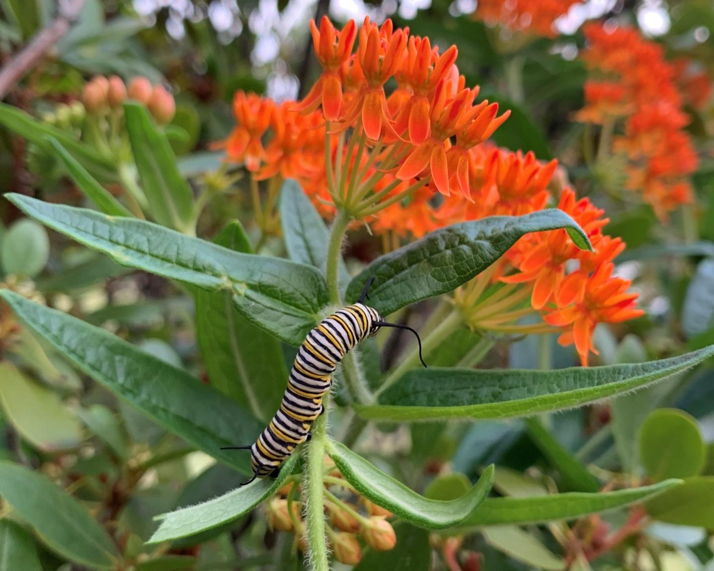 Monarch caterpillar photo contest