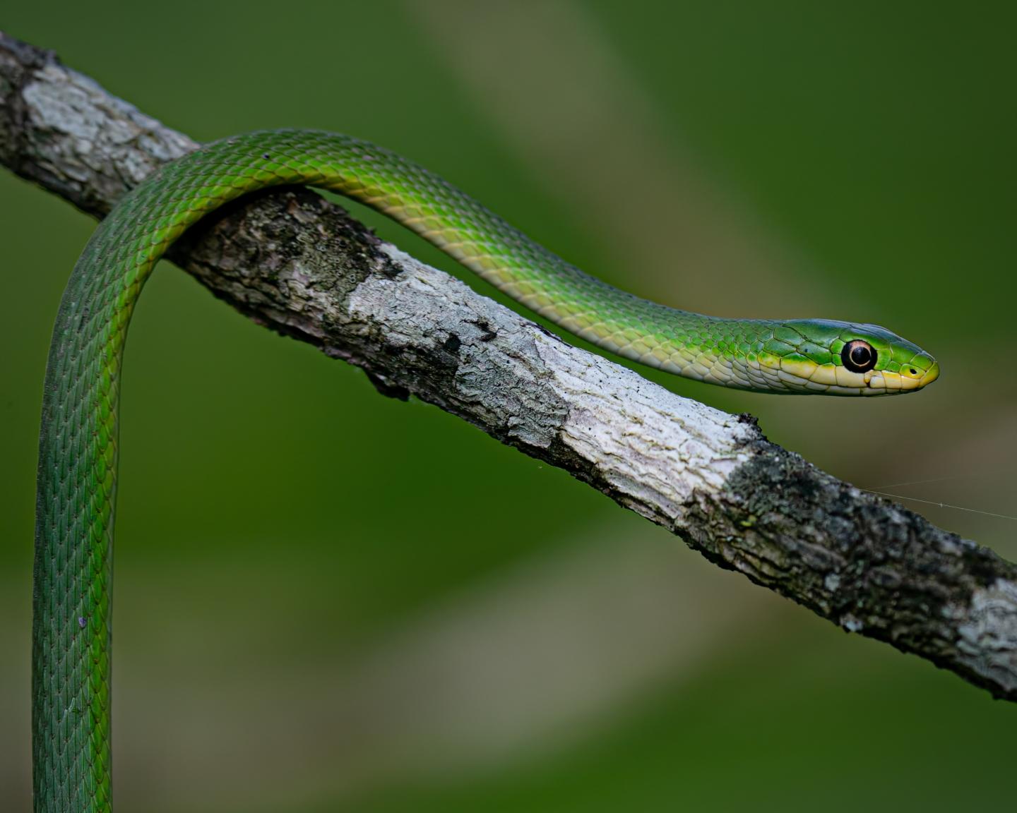 Rough green snake Hodge photo contest