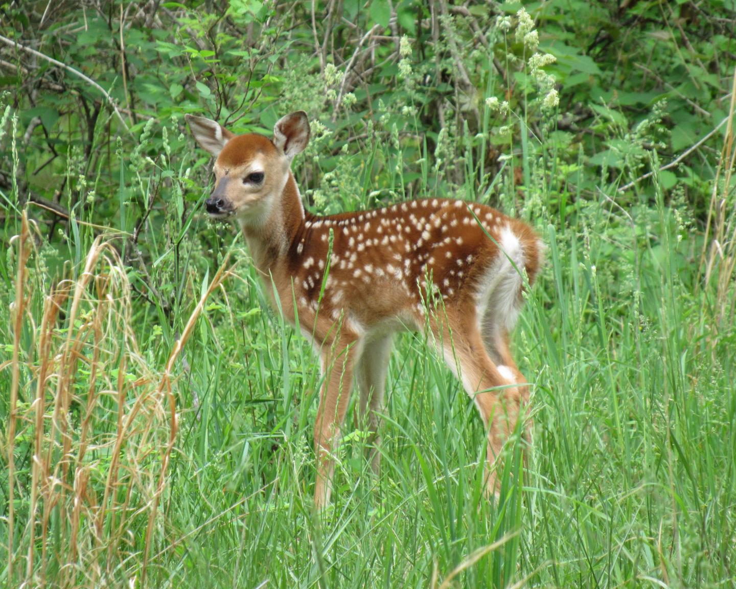 Whitetail fawn burnett photo contest