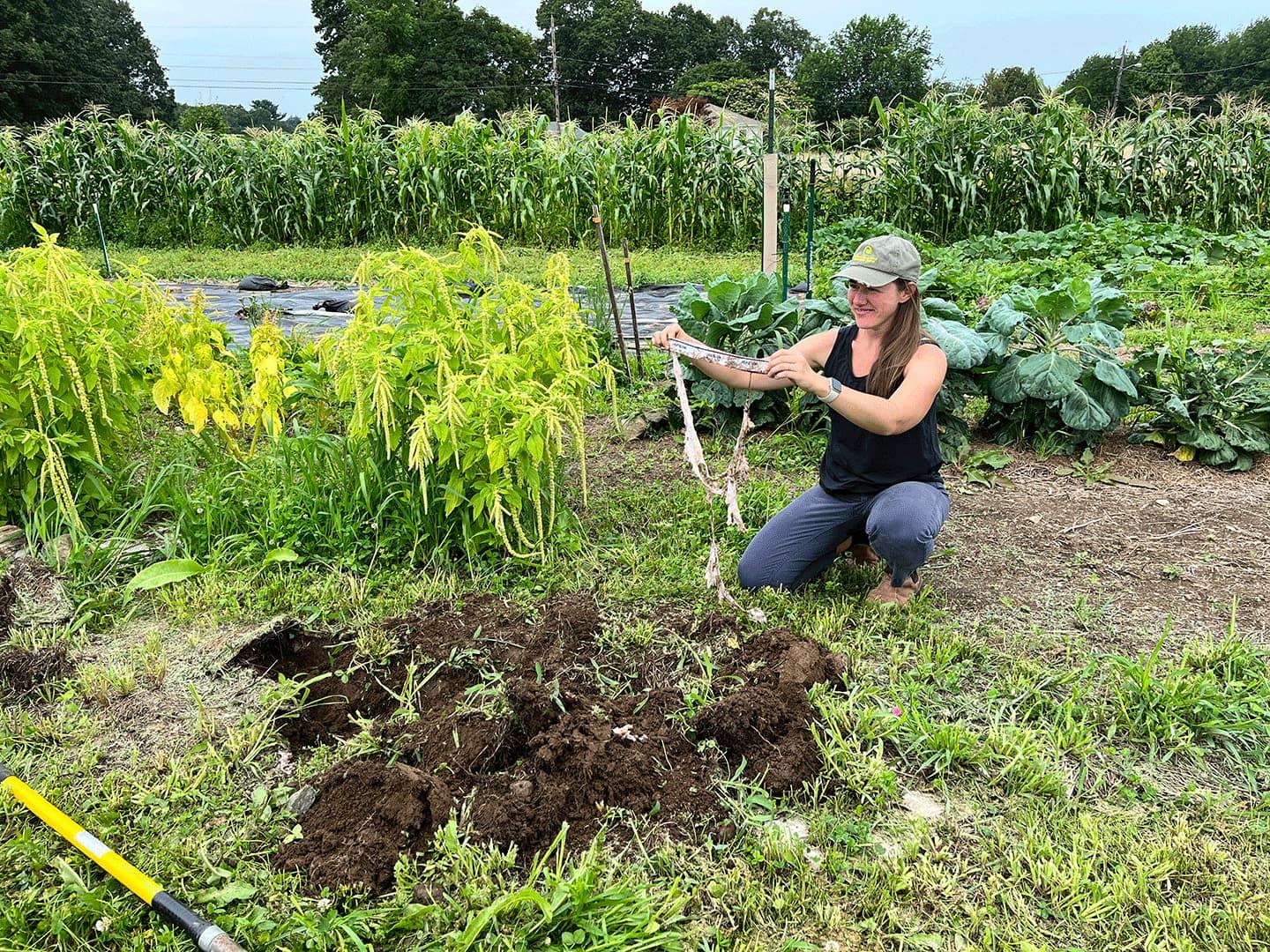 Northern Rhode Island Conservation District (NRICD) Soil Conservationist, Marina Capraro, digs up completely deteriorated undies on August 10, 2023, at Snake Den Farm in Johnston, RI, as part of the RI Soil Your Undies Challenge.