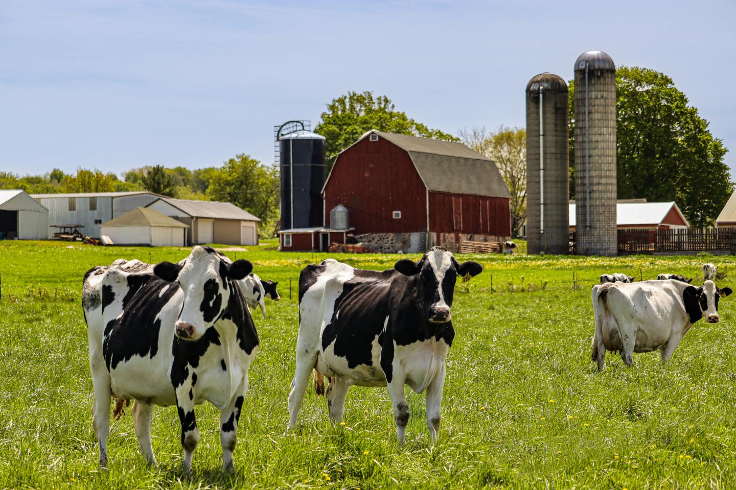 Three cows standing in a pasture on a sunny day with a barn and silos in the background