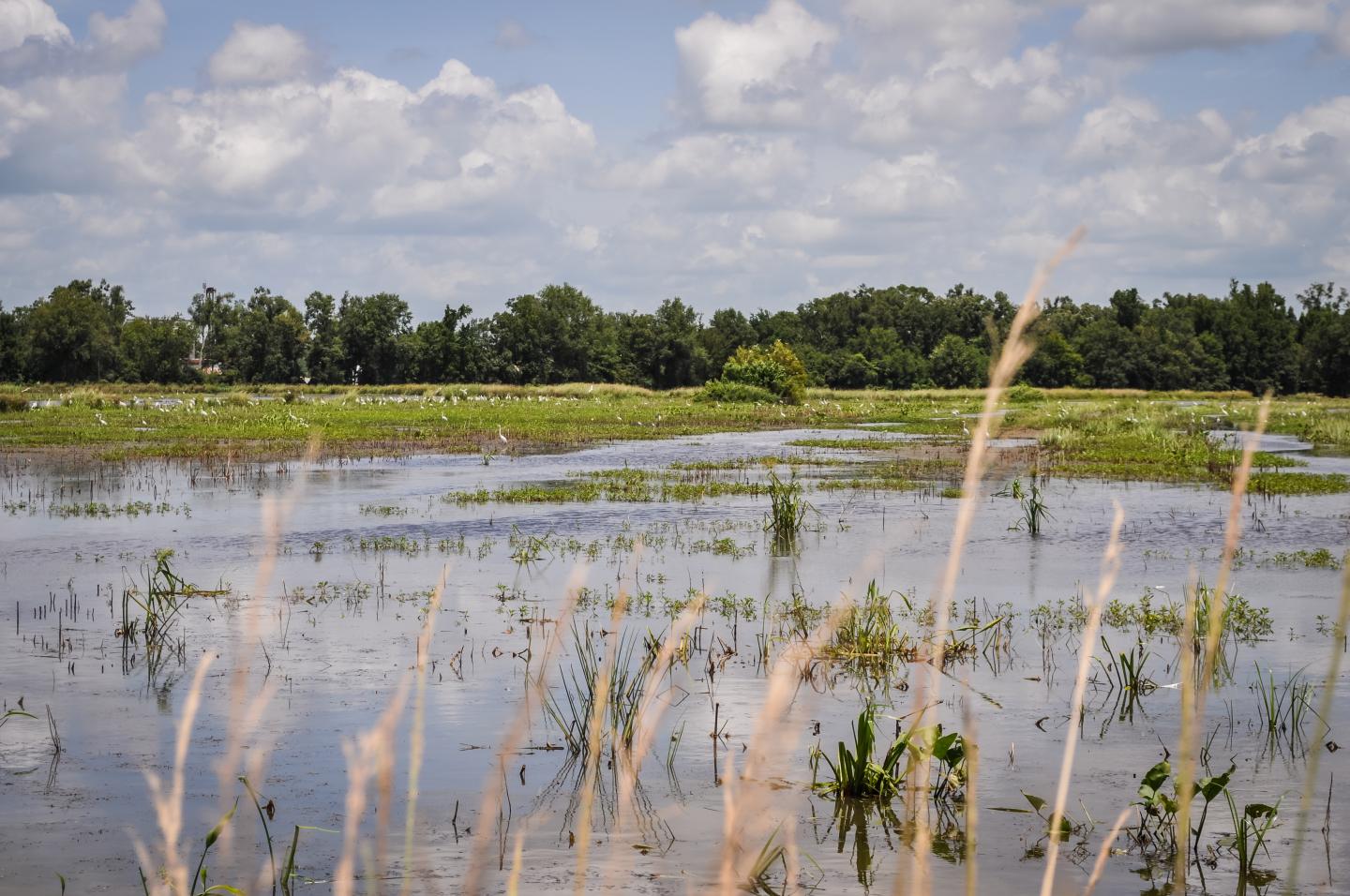 Wetland Birds